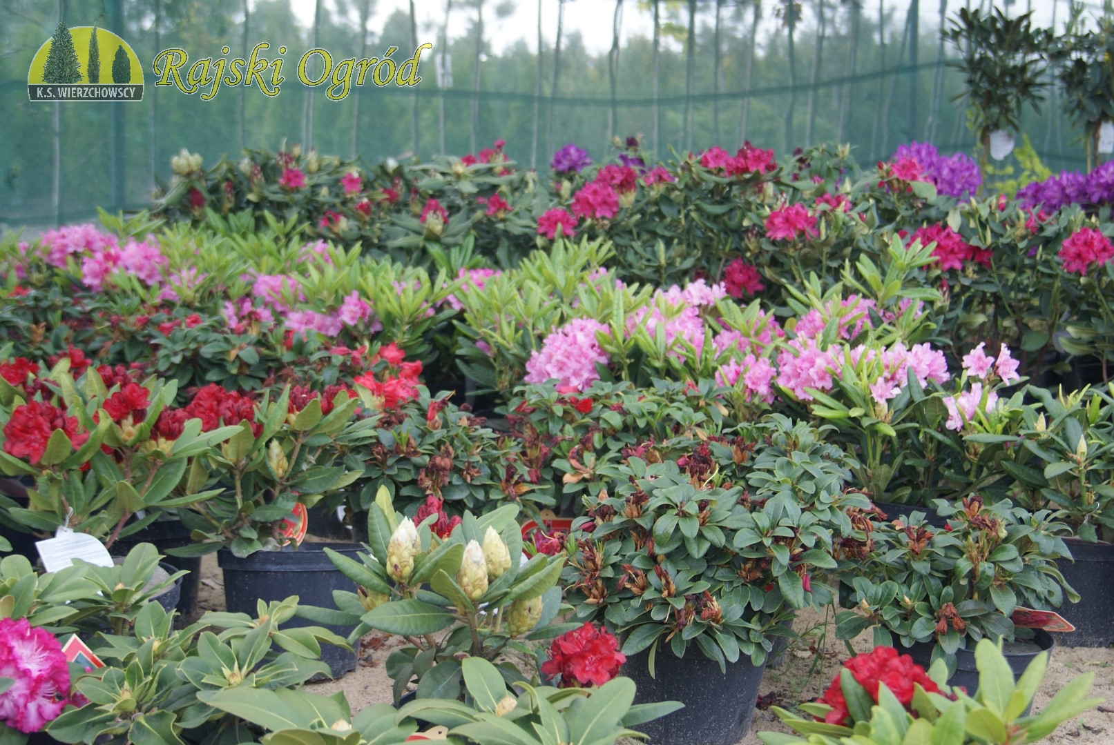 galeria zdjęć roślin i usług