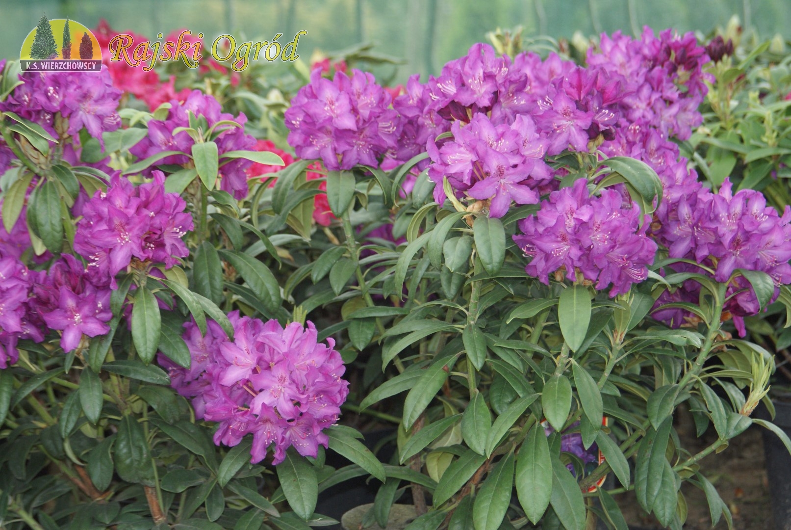 galeria zdjęć roślin i usług