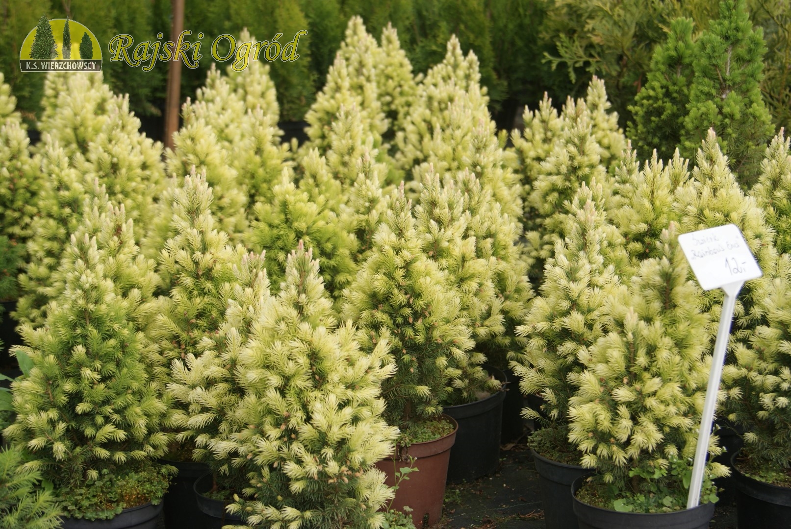 Rajski Ogród Złotów