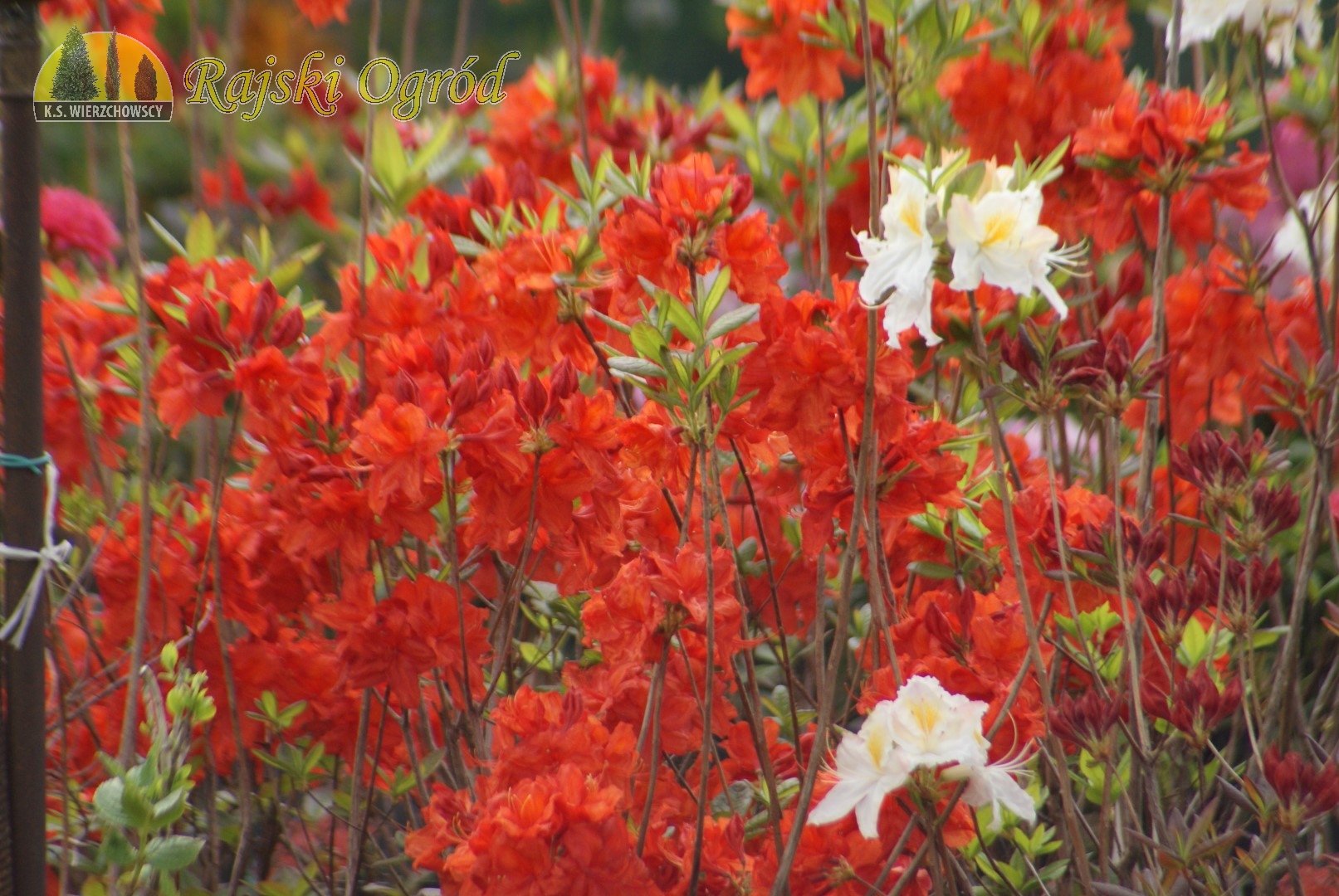 Rajski Ogród Złotów