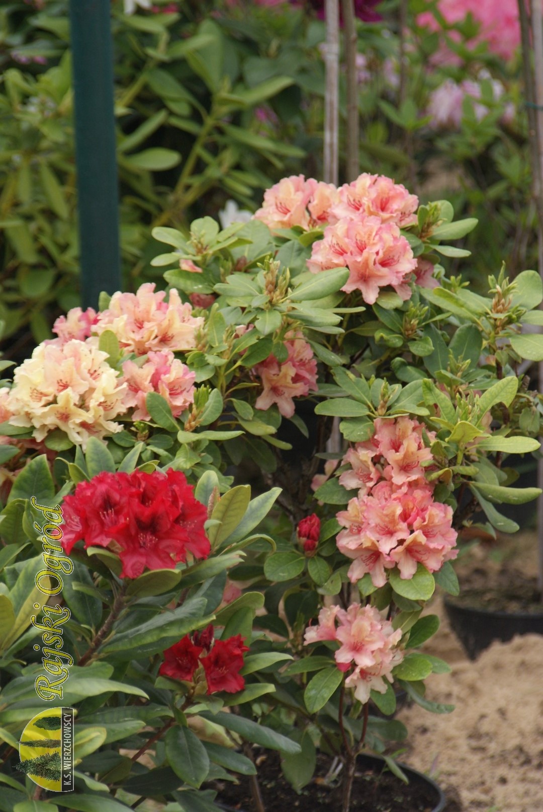 galeria zdjęć roślin i usług