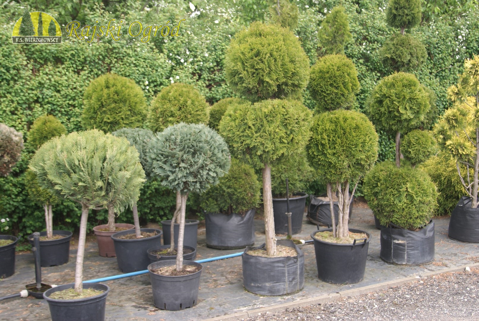 Rajski Ogród Złotów