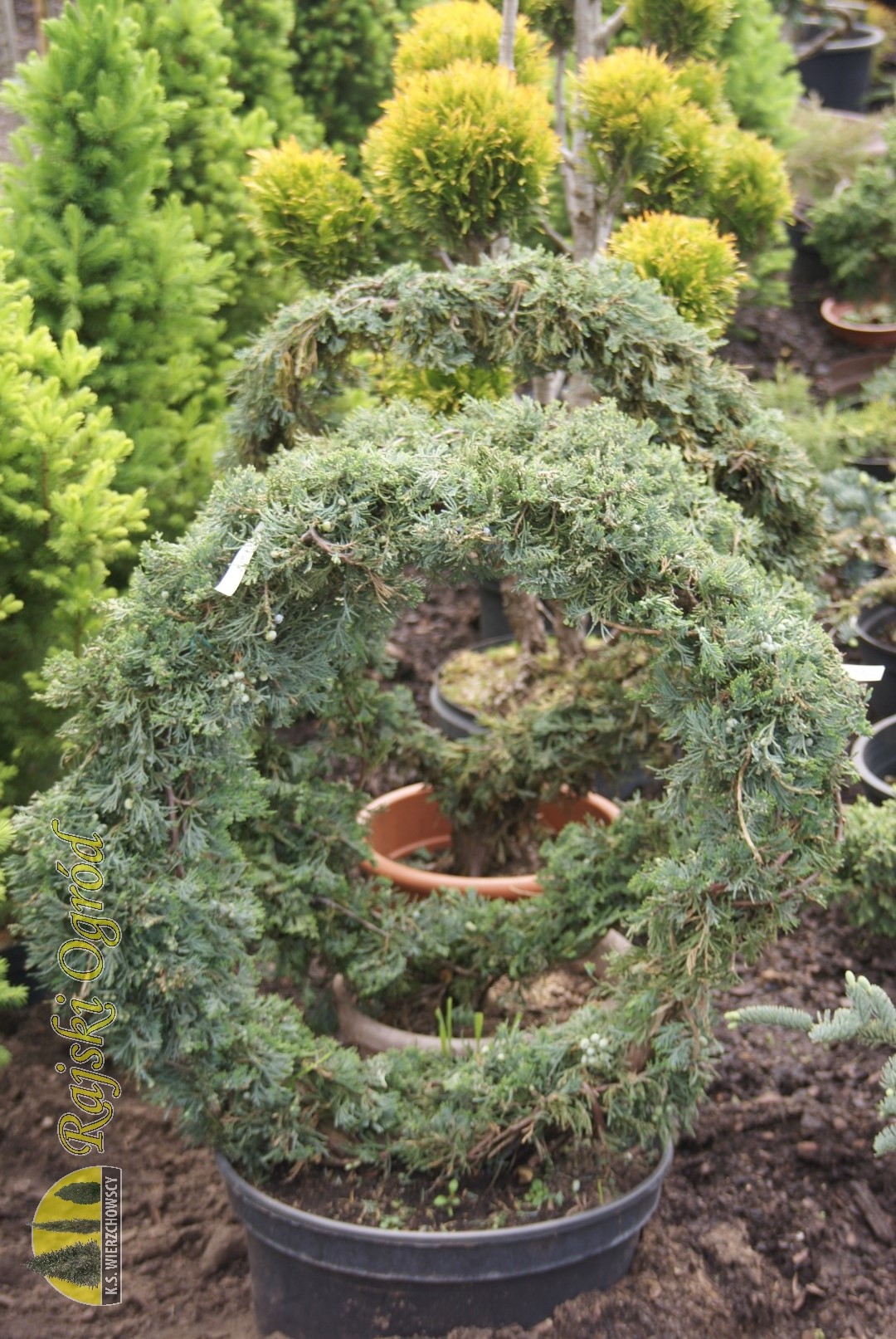 galeria zdjęć roślin i usług