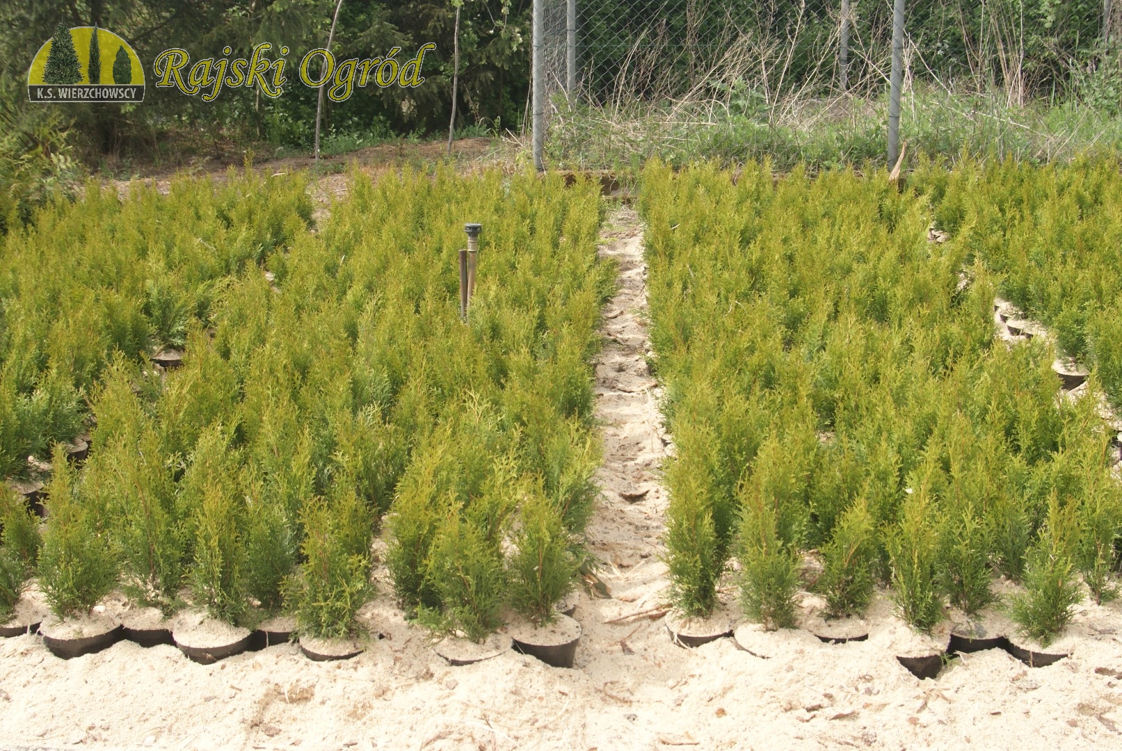 galeria zdjęć roślin i usług