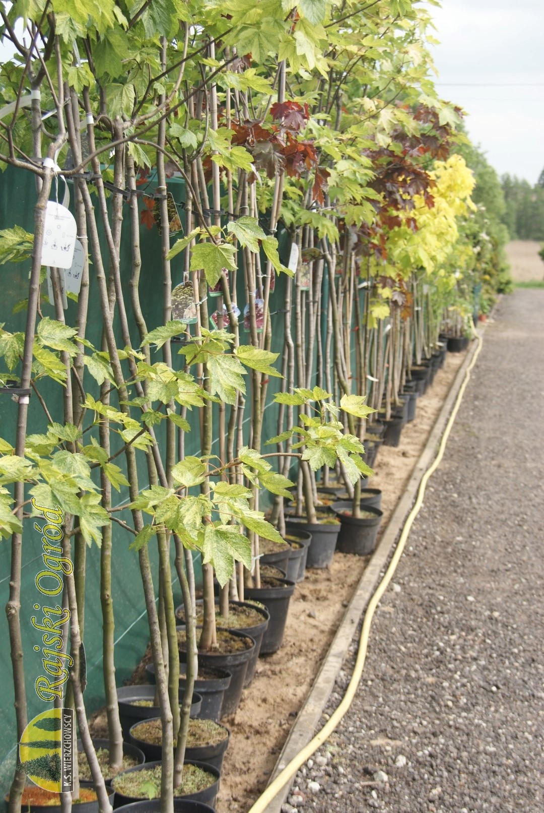 galeria zdjęć roślin i usług