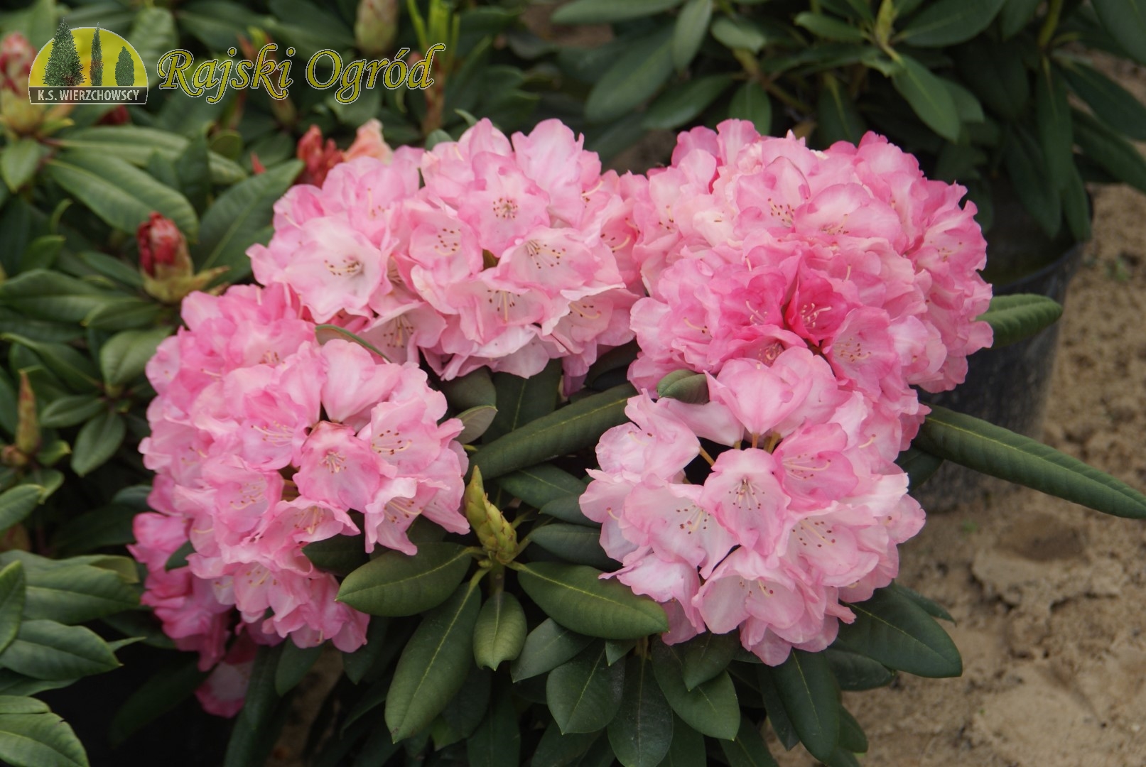 Rajski Ogród Złotów