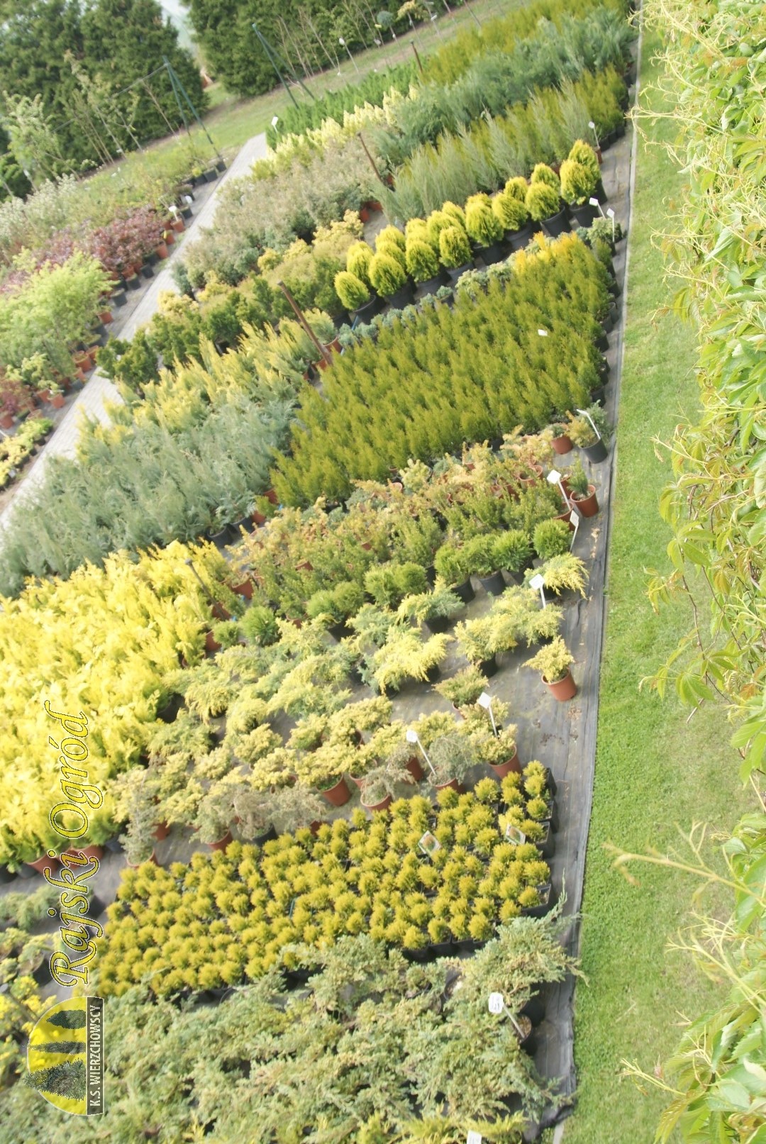 galeria zdjęć roślin i usług