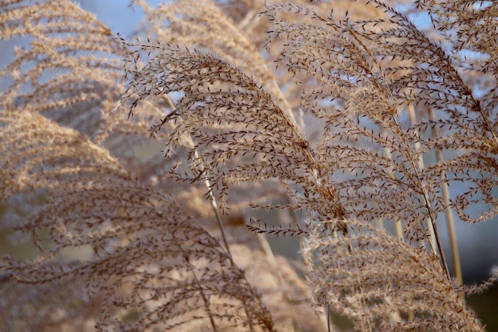 rodzaje roślin i zastosowanie