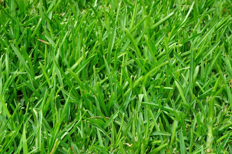 Lush green grass texture photographed close-up, showcasing natural beauty.