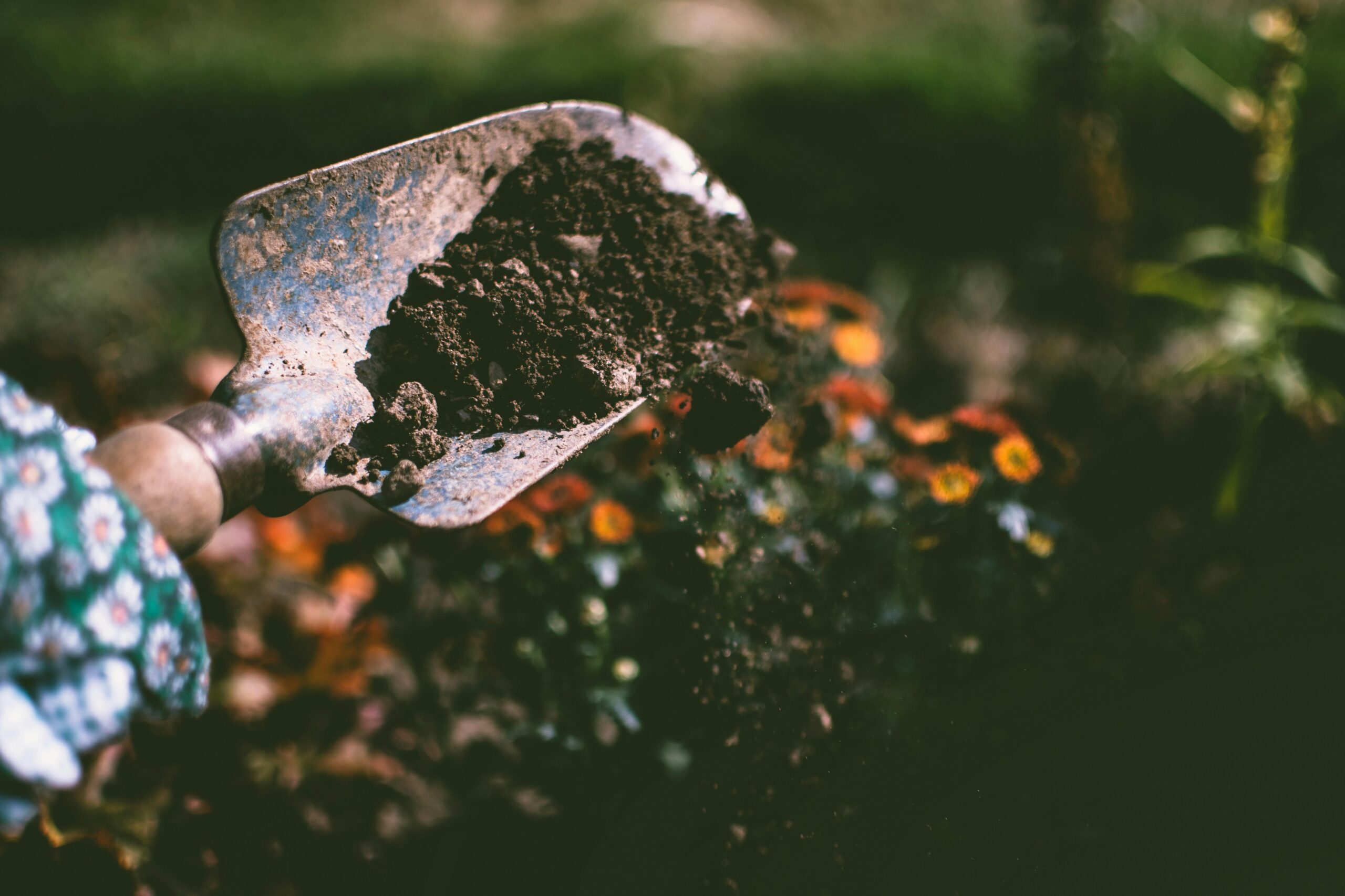 Close-up of a gardening shovel with soil, surrounded by vibrant blooms in an outdoor garden setting.