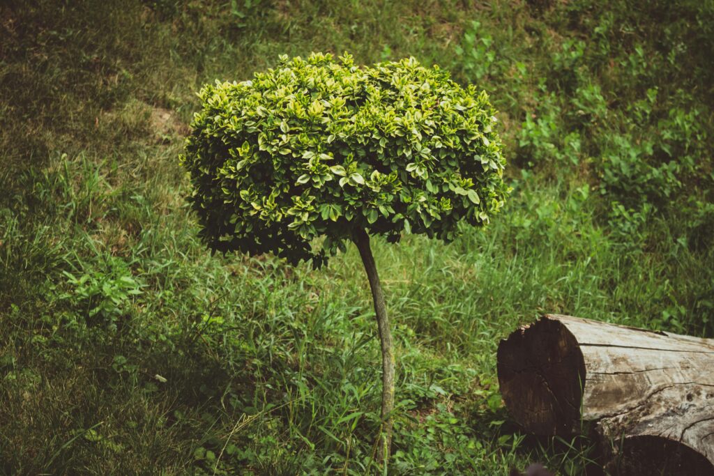 rodzaje roślin i zastosowanie