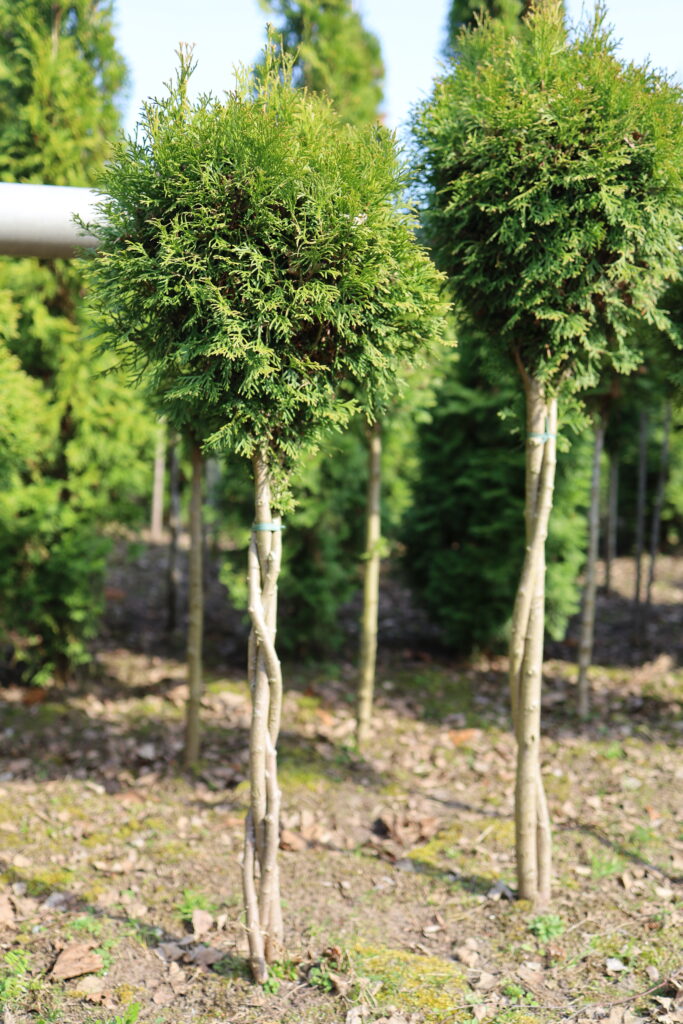 wiosenna promocja tuja szmaragd