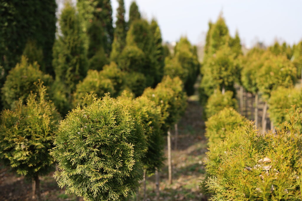 promocja na tuje szmaragd