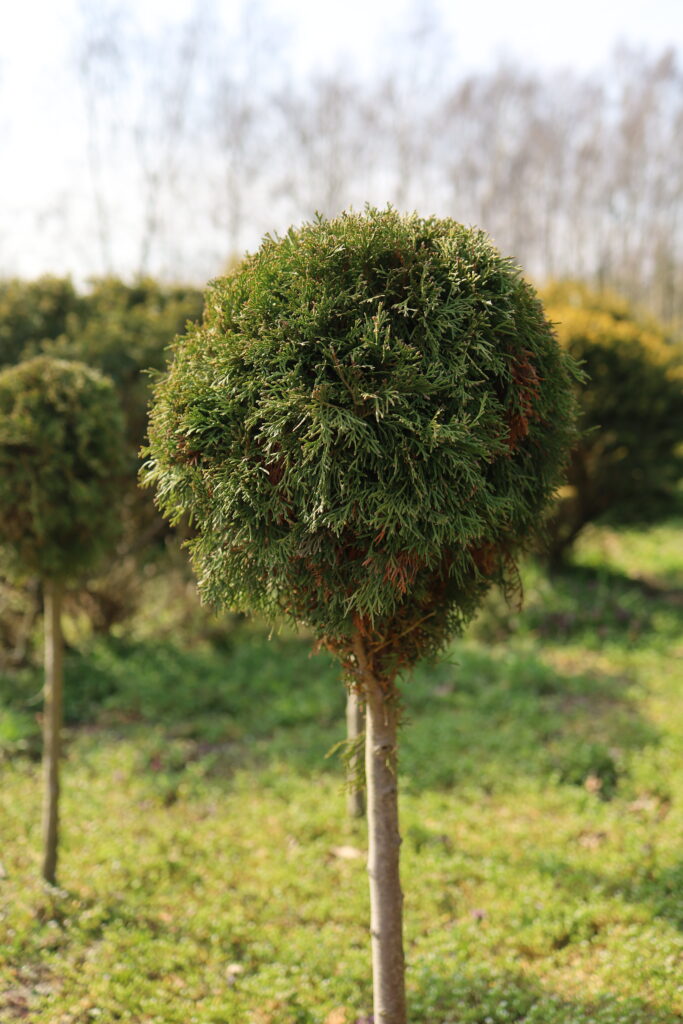 thuja tuja szmaragd
