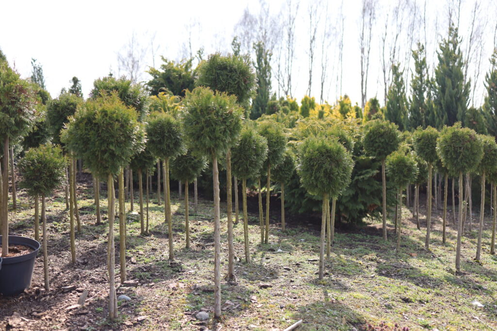 wiosenna promocja na tuje szmaragd