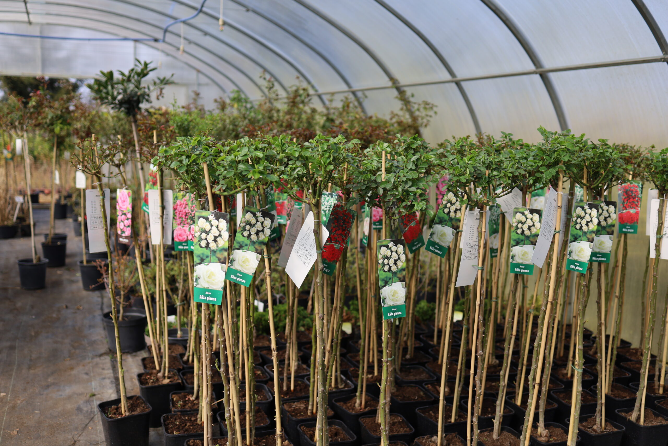 rośliny usługi ogrodnicze Złotów