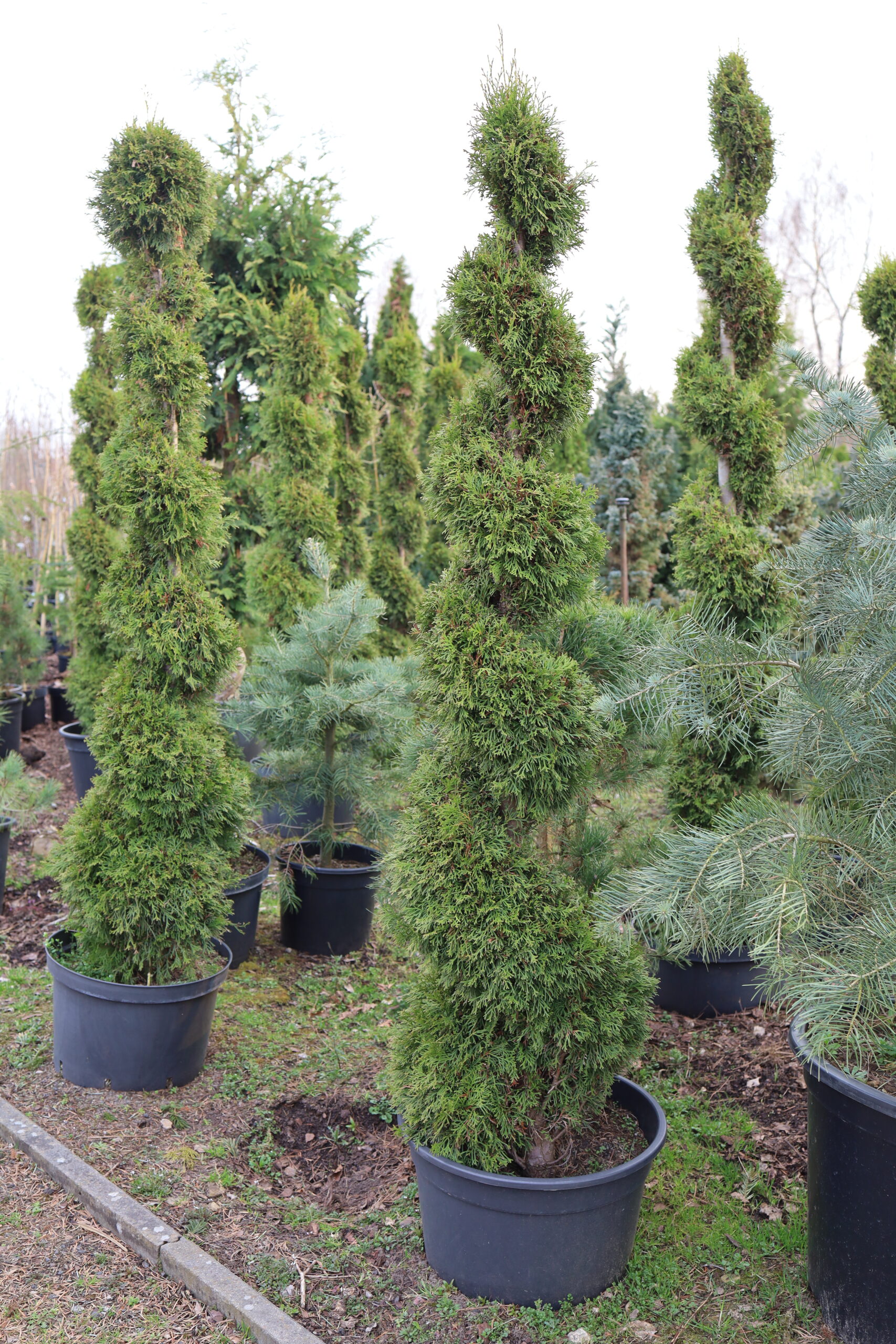 Rajski ogród złotów