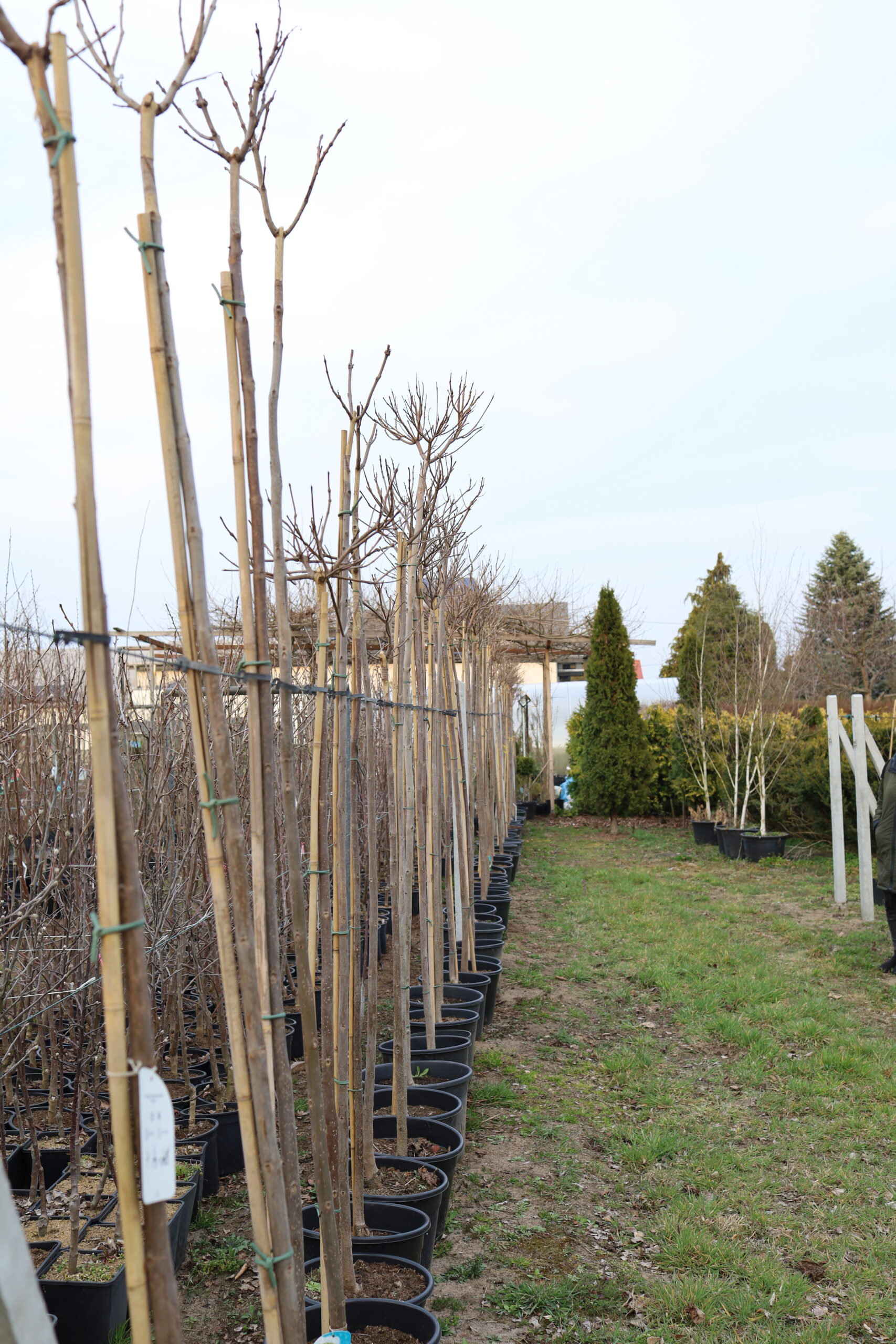 rajski ogród złotów