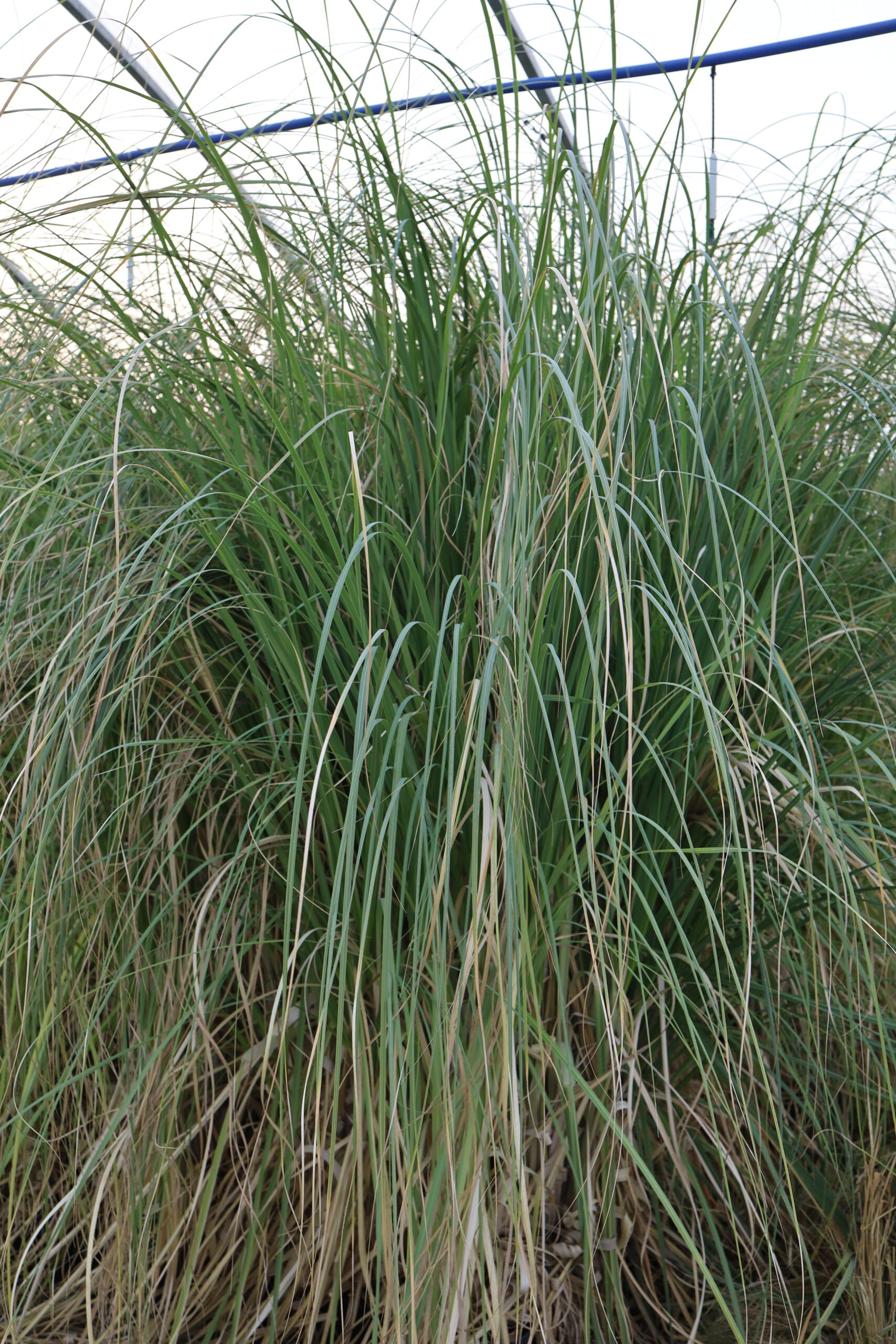 Rajski Ogród Złotów