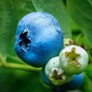borówka amerykańska Bluecrop