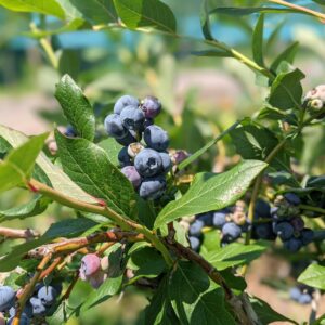 borówka amerykańska Vaccinium corymbosum