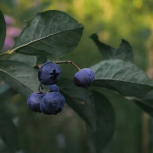 borówka amerykańska elliot