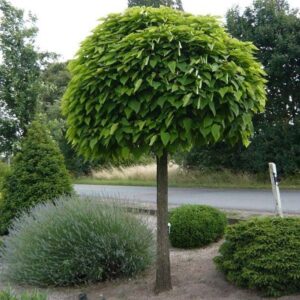 catalpa