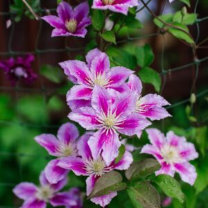 clematis
