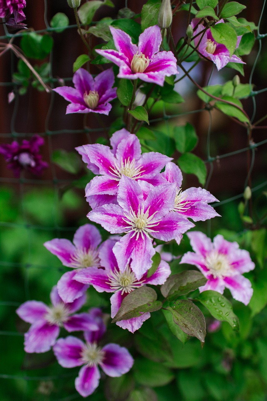 clematis