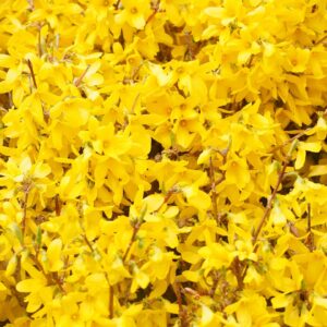 forsycja