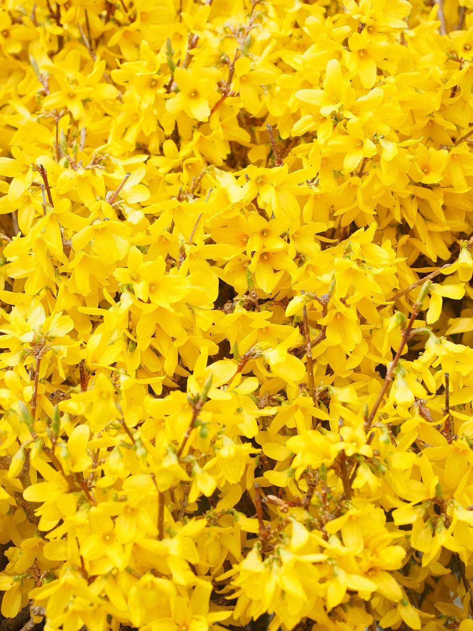 forsycja