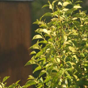 laurowiśnia Green Torch