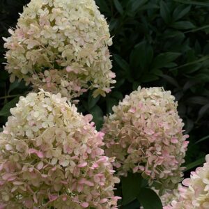 hortensje bukietowe