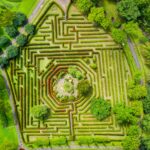 krzewy na żywopłot