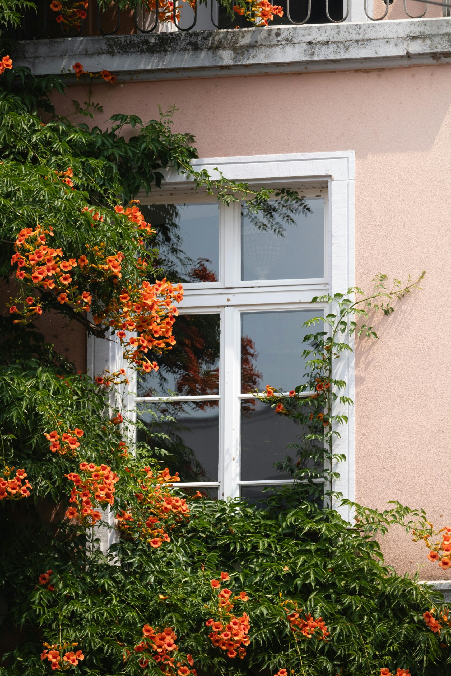 milin amerykański