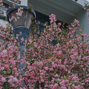 Prunus triloba Migdałek