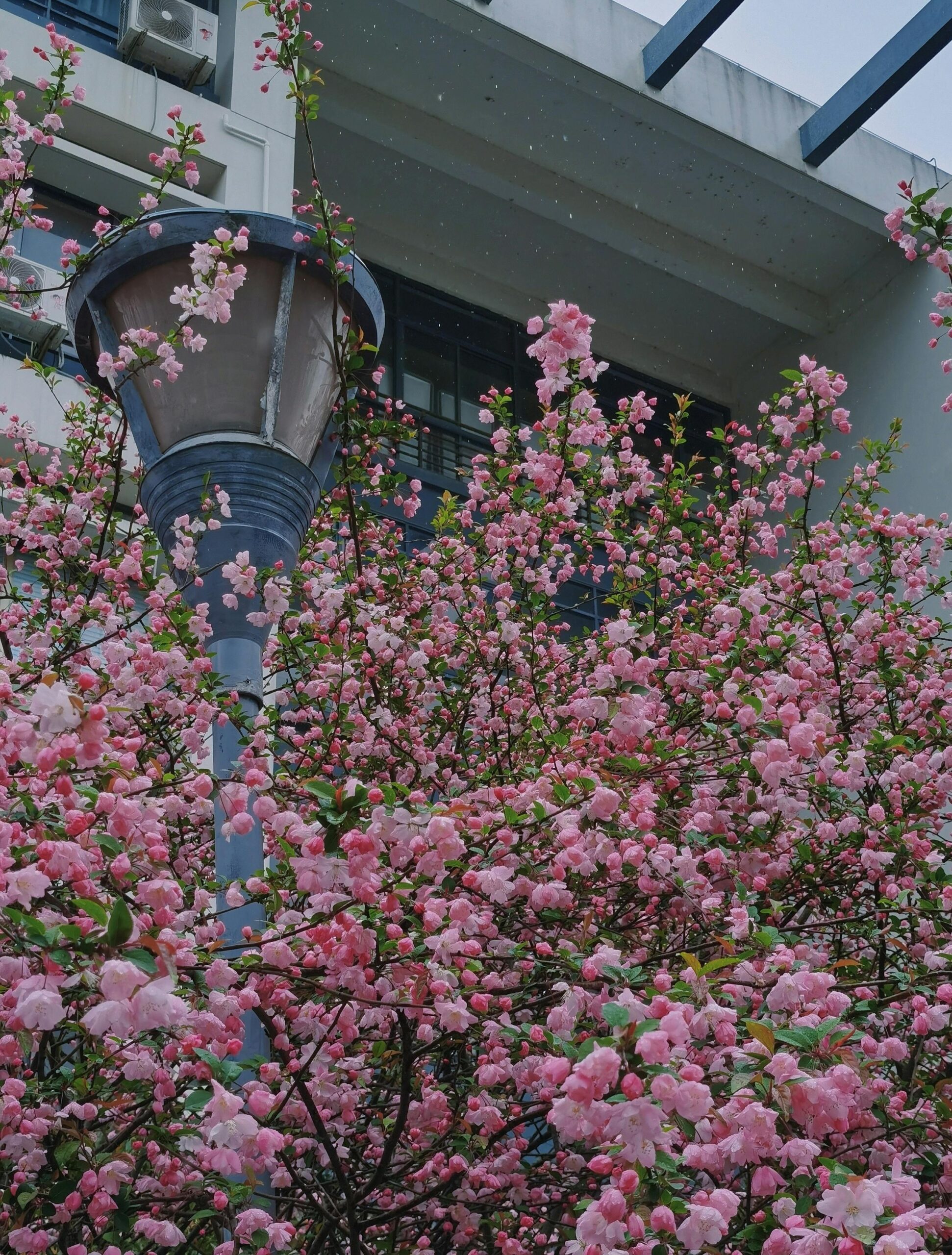 Prunus triloba Migdałek
