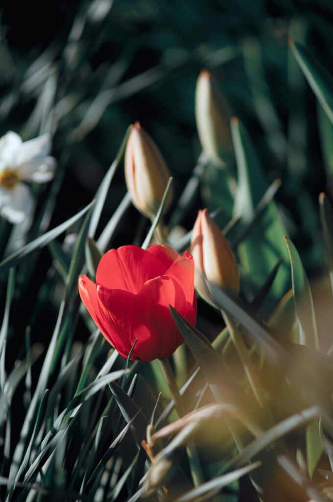 rabata kwiatowa od wiosny do jesieni