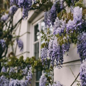 wisteria