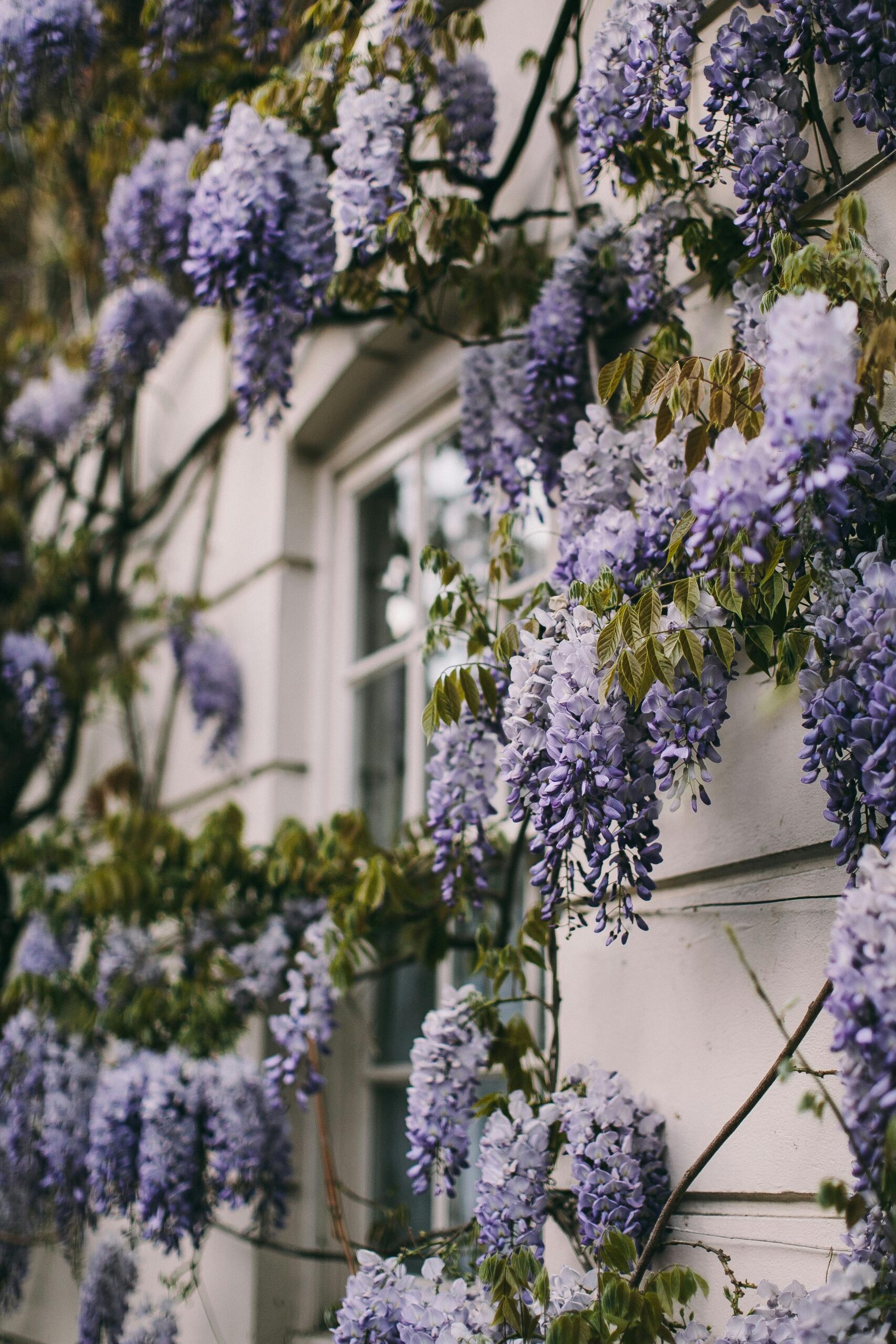 wisteria