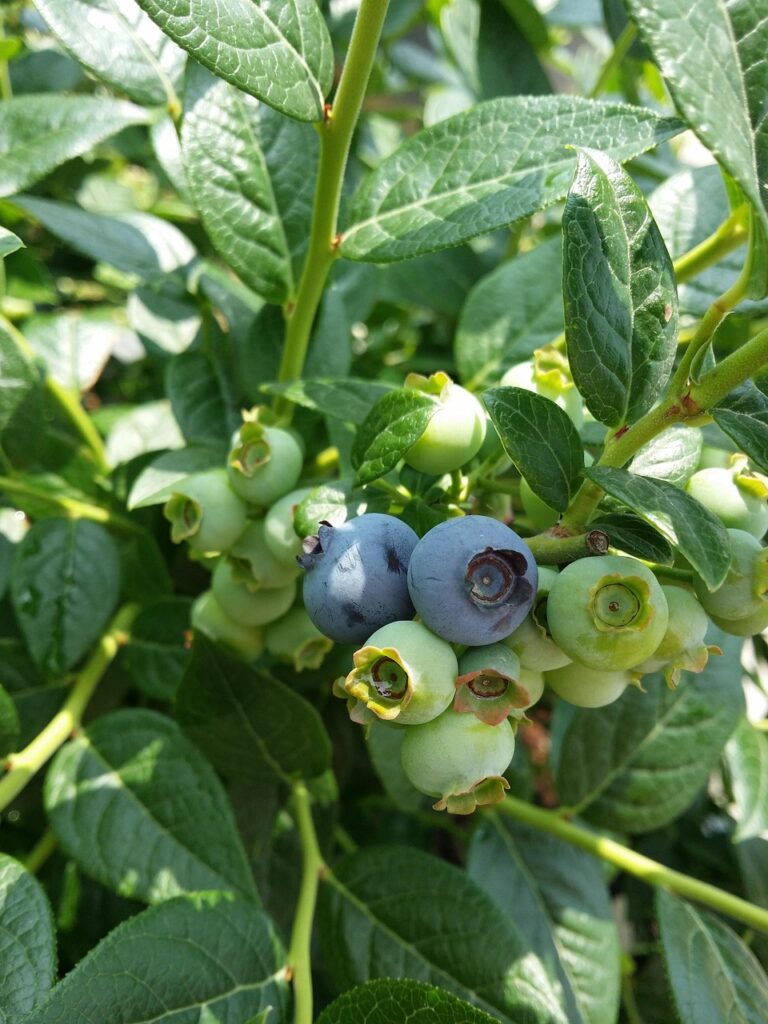 Kiedy sadzić truskawki, maliny i borówki?