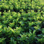 laurowiśnia novita mega promocja