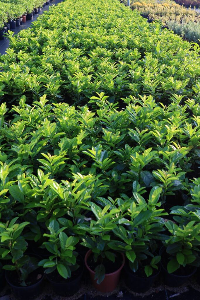 laurowiśnia novita mega promocja